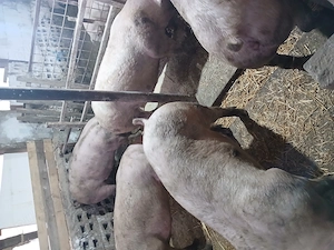 Porci de carne 135 145kg. 12 lei kg - imagine 3