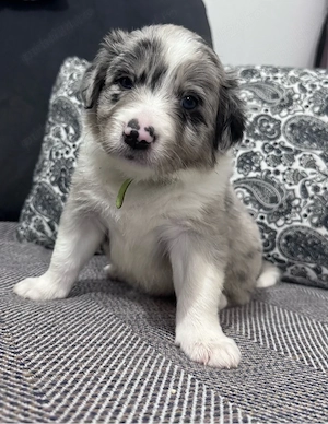 Border Collie cu Pedigree Uchr - imagine 2