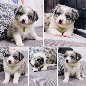 Border Collie cu Pedigree Uchr - imagine 5