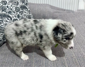 Border Collie cu Pedigree Uchr - imagine 4