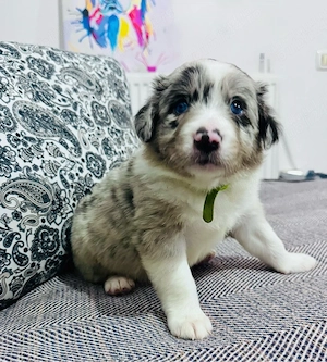 Border Collie cu Pedigree Uchr - imagine 3