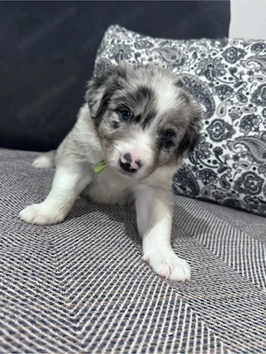 Border Collie cu Pedigree Uchr