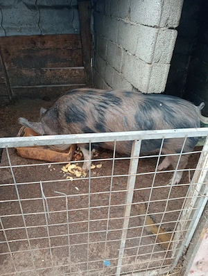 Vând scroafă aproximativ 90,100