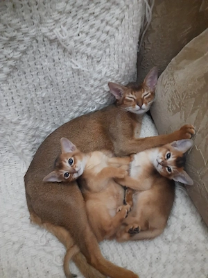  abisiniana pui pisica abysiniana  - imagine 4