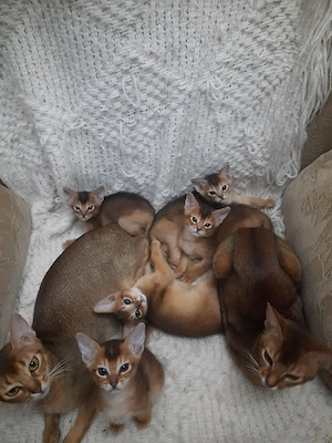  abisiniana pui pisica abysiniana  - imagine 2