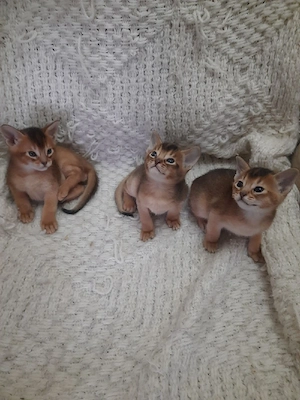  abisiniana pui pisica abysiniana  - imagine 3