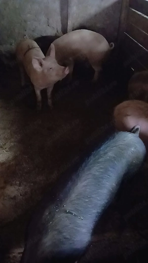 Vand purcelusi de rasa de carne - imagine 3