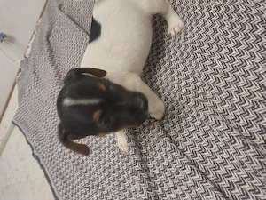 Jack Russell terrier par scurt băieți și fete - imagine 2