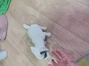 Jack Russell terrier par scurt băieți și fete - imagine 4