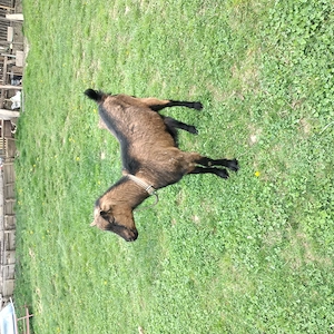 Vînd o capră și o iadă 