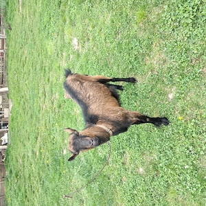 Vînd o capră și o iadă  - imagine 3