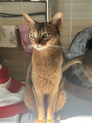  abisiniana pui pisica abysiniana  - imagine 5