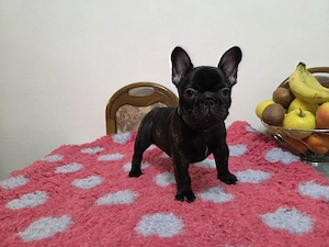 bulldog francez mascul