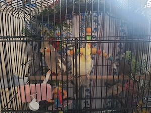 Nimfe de vanzare  - imagine 2