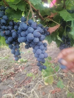 butasi de vita de vie de anul 2 și de anul 3 