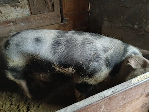 Vand purcelusi de rasa de carne - imagine 4