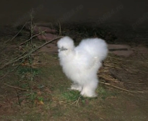 Vind un cocosel matase japoneza sau schimb cu gainuse - imagine 4