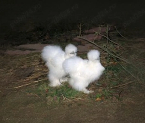 Vind un cocosel matase japoneza sau schimb cu gainuse - imagine 5