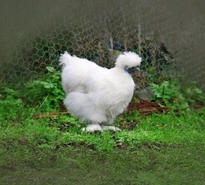 Vind un cocosel matase japoneza sau schimb cu gainuse - imagine 3