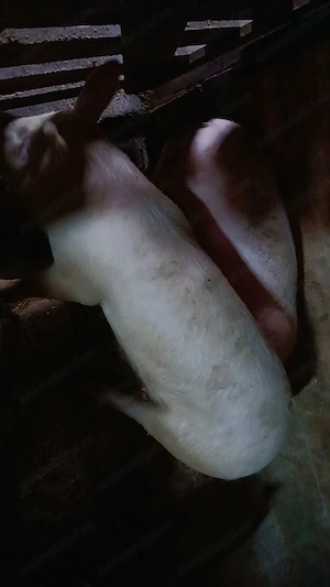 Vand purcelusi rasa landras-pietran