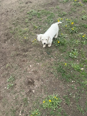 De vinzare bisoni maltezi 2femele  - imagine 4