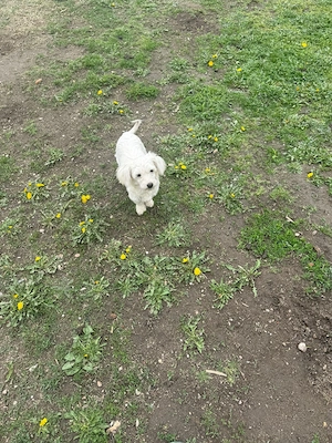 De vinzare bisoni maltezi 2femele  - imagine 3