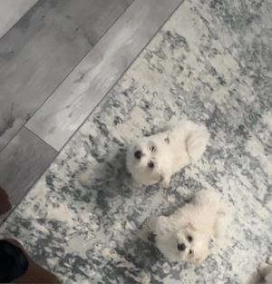 bichon maltez îsi  cauta casuta 