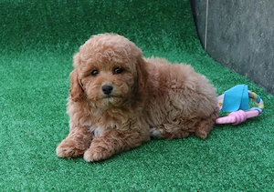 disponibili pui Pudel ( Canis,Barboncino ) toy si mini-toy rosu  - imagine 3