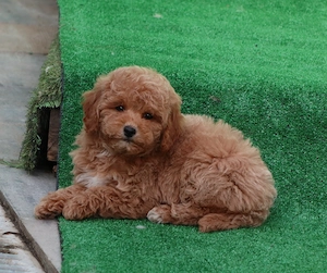 disponibili pui Pudel ( Canis,Barboncino ) toy si mini-toy rosu  - imagine 2