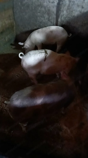 Purcelusi de carne 90 kg Landrace x Pietran, crescuti natural - imagine 3