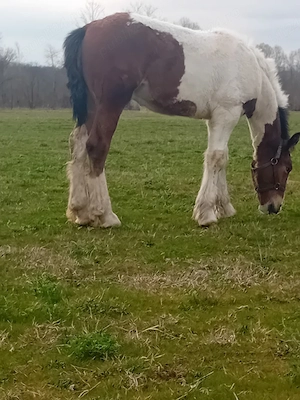 vand  sau schimb manz gypsy vanar varsta un sase luni  - imagine 3