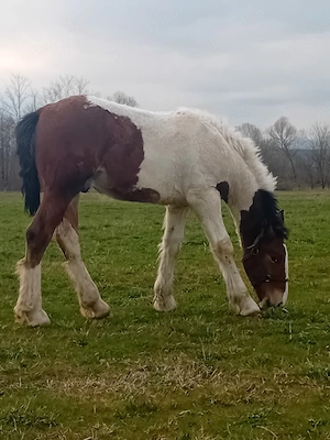 vand  sau schimb manz gypsy vanar varsta un sase luni  - imagine 2