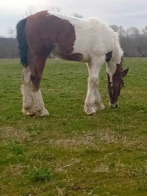 vand  sau schimb manz gypsy vanar varsta un sase luni 