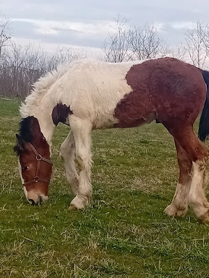 vand  sau schimb manz gypsy vanar varsta un sase luni  - imagine 5