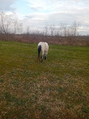 vand ponei talie nalta  - imagine 5