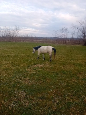 vand ponei talie nalta  - imagine 2