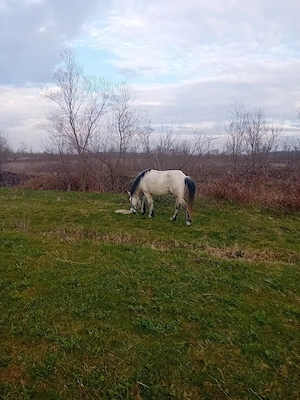 vand ponei talie nalta 