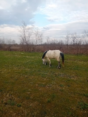 vand ponei talie nalta  - imagine 3