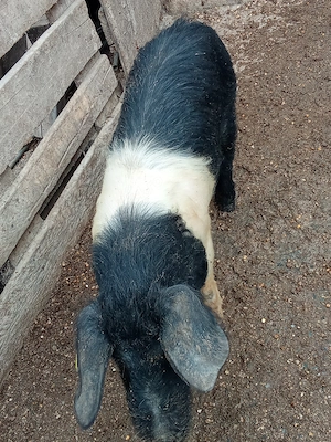 Se oferă spre vanzare