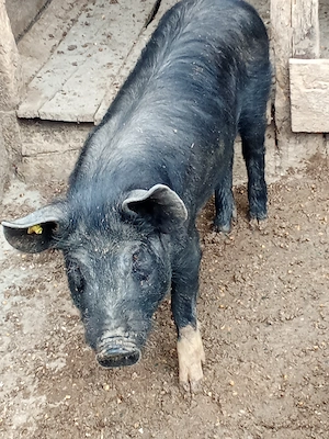 Se oferă spre vanzare - imagine 2