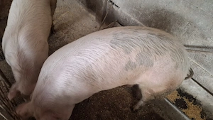 Vand porci - imagine 2