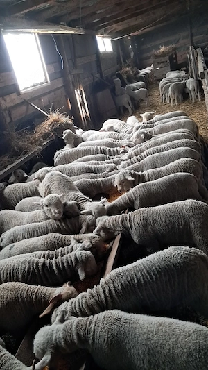 Vând miei pentru paște