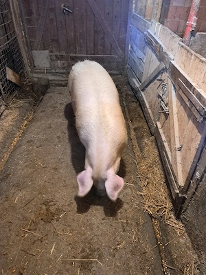 vand grasune bazna sau scroafe de taiat  - imagine 3