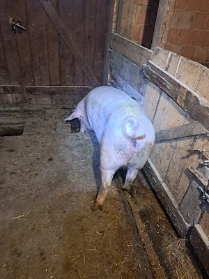 vand grasune bazna sau scroafe de taiat  - imagine 4