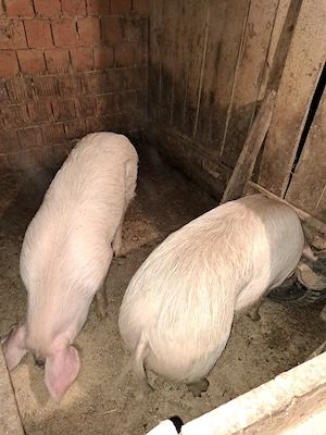 vand grasune bazna sau scroafe de taiat  - imagine 2