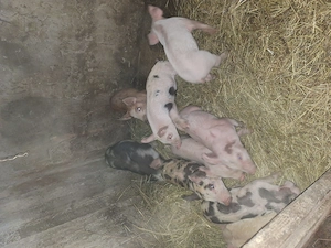 Purceii de vânzare  - imagine 3