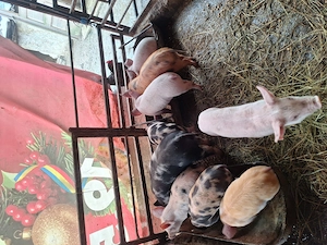 Purceii de vânzare  - imagine 2