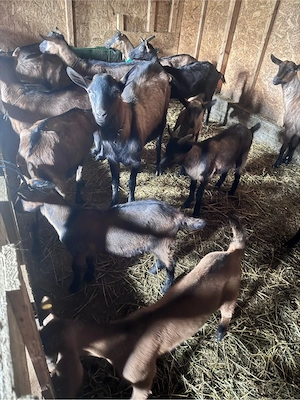 tapisori alpini francezi - imagine 5