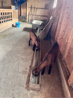 tapisori alpini francezi - imagine 2