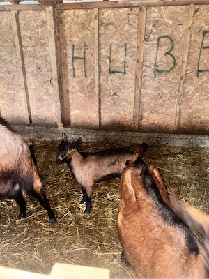 tapisori alpini francezi - imagine 4